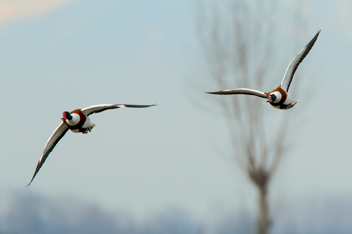 Ad ali spiegate, il sogno di Icaro.